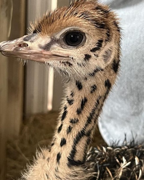 Friendly and Exotic Animals at the Showcase of Citrus