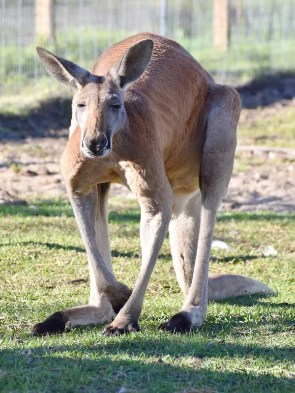 Friendly Animals at the Showcase of Citrus